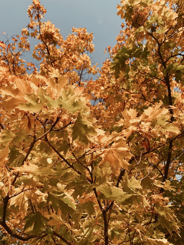 Terveyden edistäminen